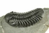 Top Quality Morocops Trilobite - Ofaten, Morocco #255596-1